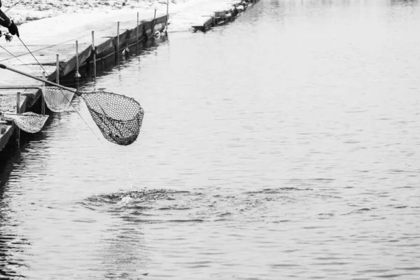 Ikan Trout Latar Belakang Gelap — Stok Foto
