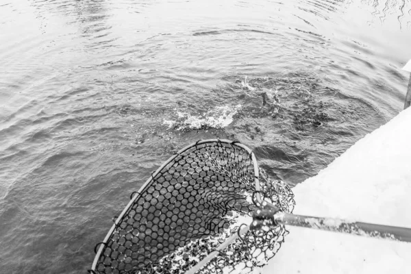 Pesca Truta Fundo Escuro — Fotografia de Stock