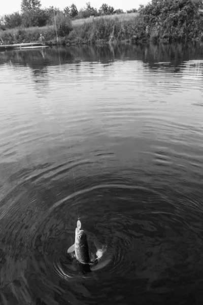 Pêche Brochet Sur Lac Loisirs Pêche — Photo