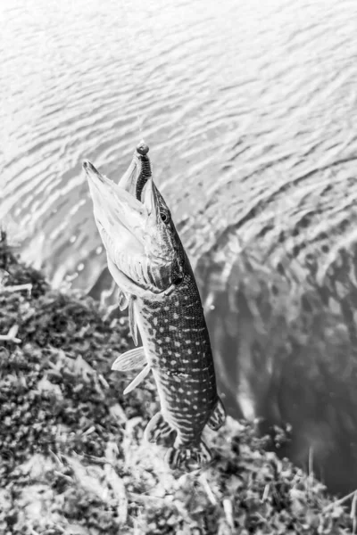 Fiske Vila Landet Bakgrund Temat Rekreation — Stockfoto