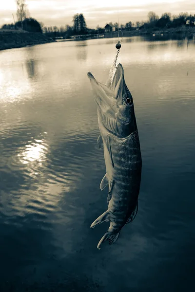 Hechtangeln Auf Dem See — Stockfoto