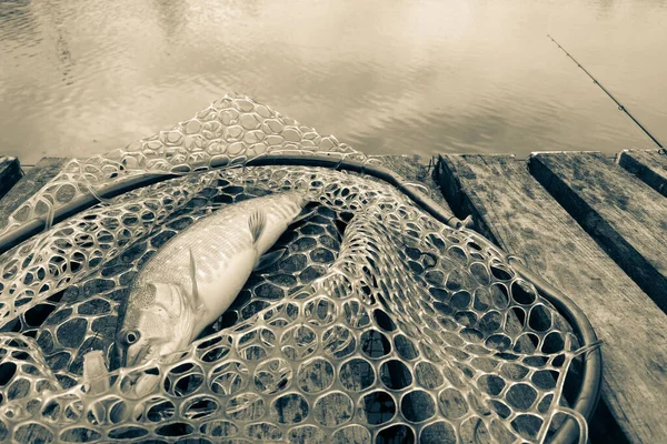 Gölde Balık Tutmak — Stok fotoğraf