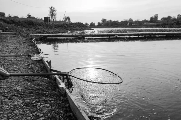 Rybaření Pstruhů Jezeře Rybolovná Rekreace — Stock fotografie