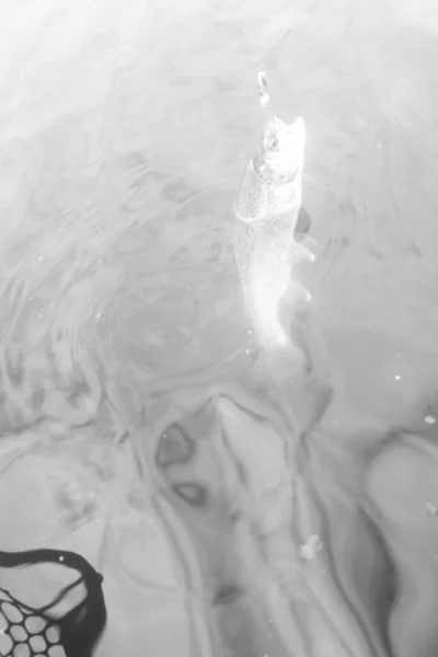นหล ฬาตกปลา — ภาพถ่ายสต็อก