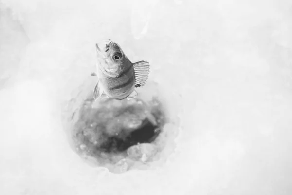 Téli Jéghalászat Fagyos Tóban — Stock Fotó