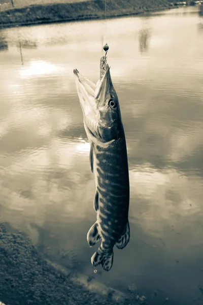 Pesca Lúcio Lago — Fotografia de Stock