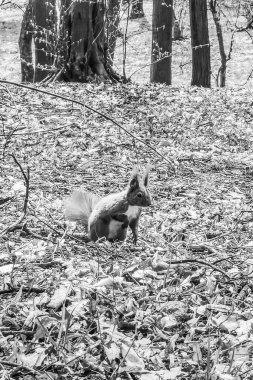 Parktaki sincap, doğal arka plan.