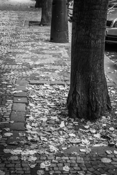 布拉格秋天美丽的街道和建筑 — 图库照片