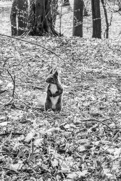 Écureuil Dans Parc Fond Naturel — Photo