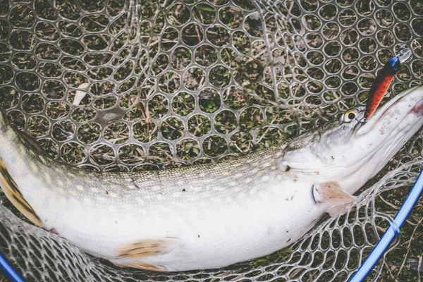 Fiska Sjön Fiskeribakgrund — Stockfoto