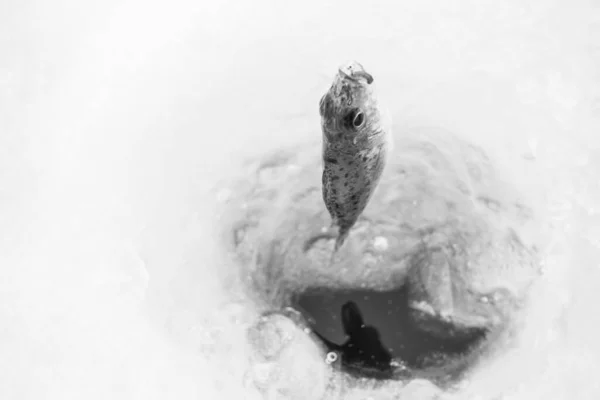Winter Eisangeln Frostigen See — Stockfoto