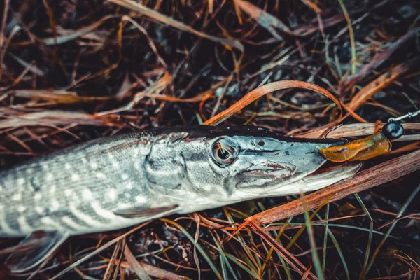 Pesca Del Luccio Sul Lago Pesca Sportiva Attività All Aperto — Foto Stock