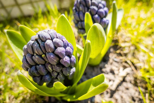 Hyacinter Blommor Växer Marken — Stockfoto