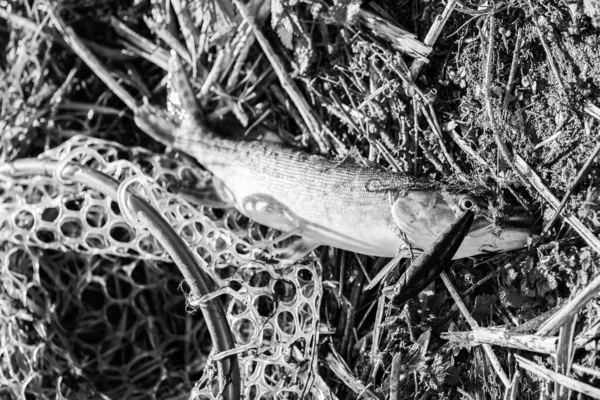 Pesca Del Luccio Sul Lago Attività Ricreative Pesca — Foto Stock