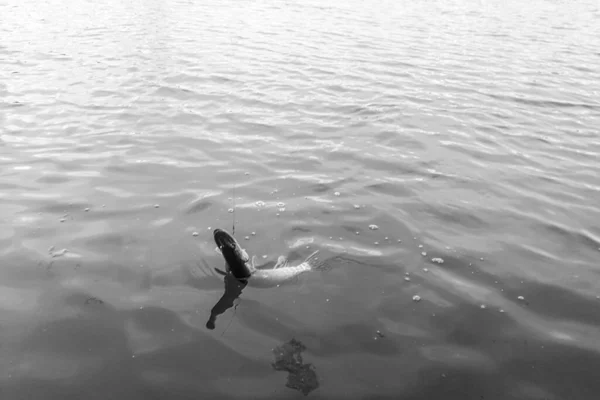 Pesca Lúcio Lago Recreação Pesca — Fotografia de Stock