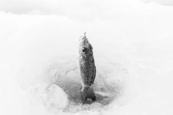 Inverno Pesca Sul Ghiaccio Nel Lago Ghiacciato — Foto Stock