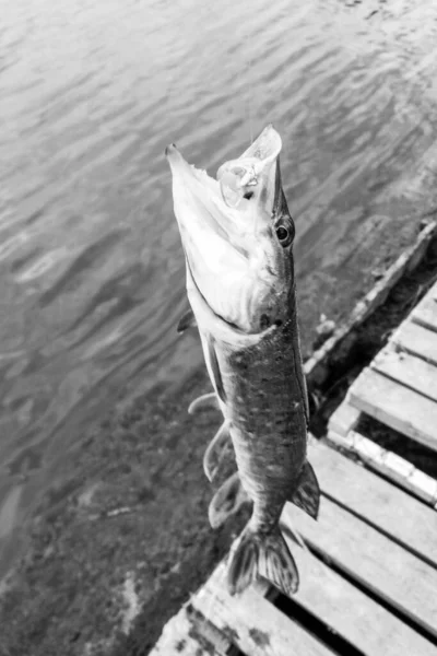 Fiske Vila Landet Bakgrund Temat Rekreation — Stockfoto