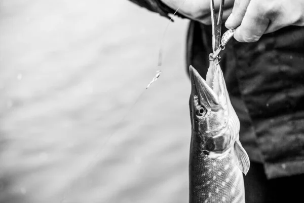 Pike Fishing Lake Fishing Recreation — Stock Photo, Image