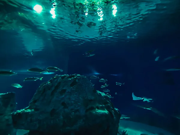 Schöne Unterwasserwelt Der Fische Algen Meer — Stockfoto