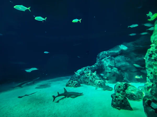 Красивий Підводний Світ Моря Рибних Водоростей — стокове фото