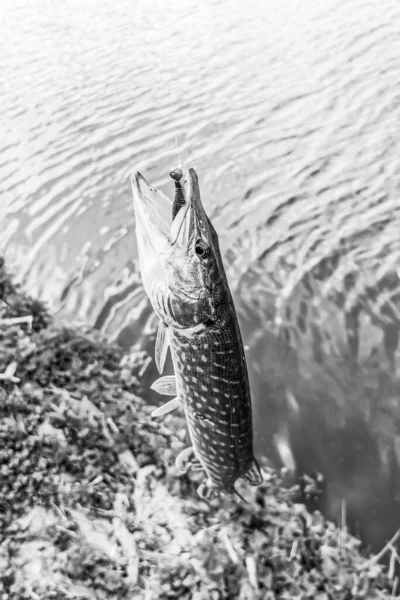 Pesca Riposo Campagna Contesto Sul Tema Della Ricreazione — Foto Stock