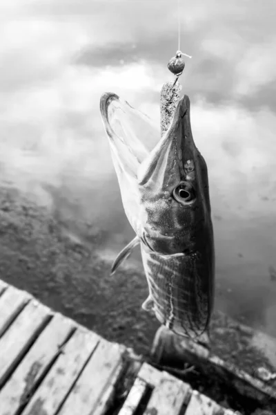Pesca Lucio Lago —  Fotos de Stock