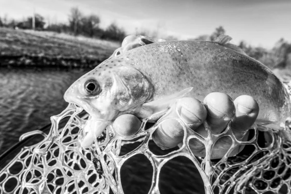 Trout Fishing Lake — Stock Photo, Image