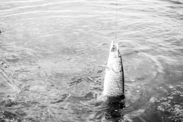 Αθλητισμός Αλιείας Αναψυχή Φόντο — Φωτογραφία Αρχείου