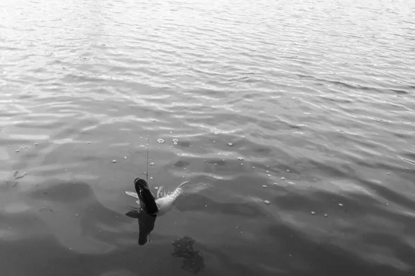 Pesca Lúcio Lago Recreação Pesca — Fotografia de Stock