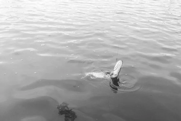 Pesca Lúcio Lago — Fotografia de Stock