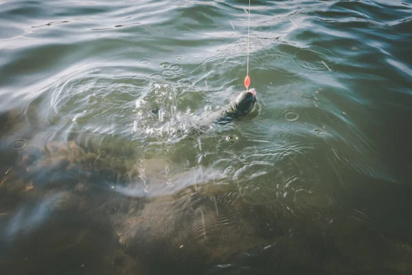 Pêche Truite Sur Lac Pêche Sportive Activités Plein Air — Photo