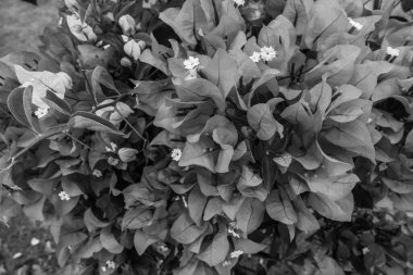 Deniz kenarındaki güzel resort peyzaj