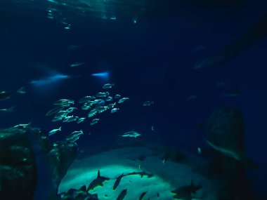 Balık yosunlarının güzel sualtı dünyası