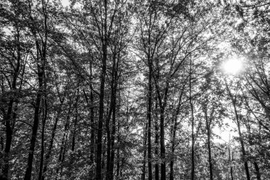 Güzel bir tarihi parkta muhteşem bir sonbahar.