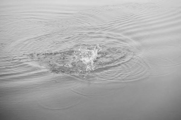 Hechtangeln Auf Dem See — Stockfoto