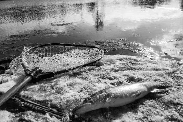 Pesca Lucio Lago — Foto de Stock