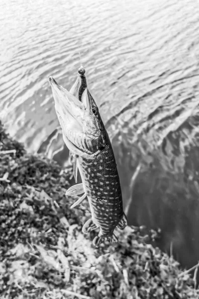 Pesca Descanso Rural Antecedentes Sobre Tema Recreação — Fotografia de Stock