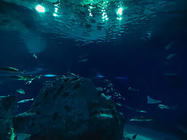 Hermoso Mundo Submarino Peces Algas Marinas — Foto de Stock