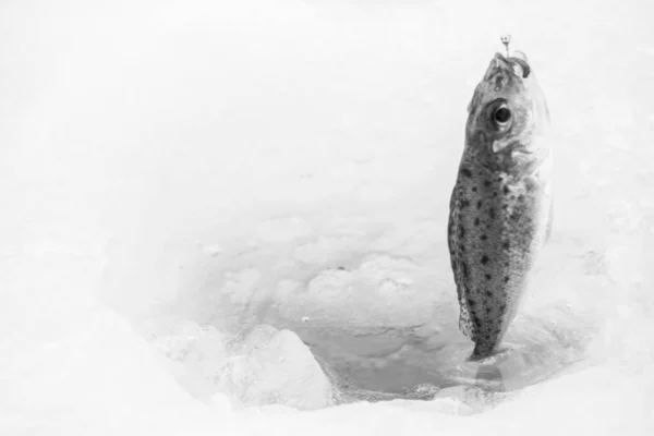 Pesca Gelo Inverno Lago Gelado — Fotografia de Stock