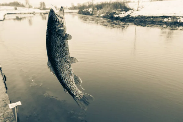 Pêche Truite Sur Lac — Photo