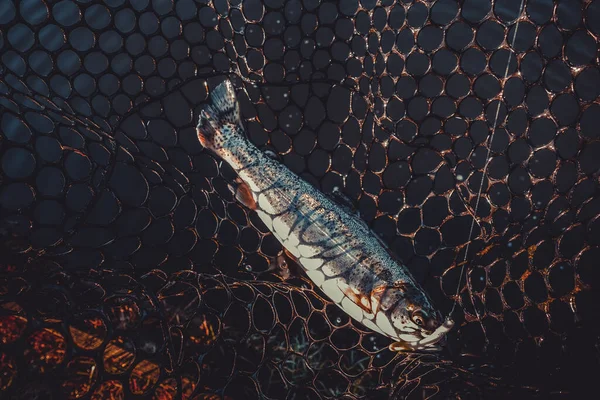Łowienie Pstrągów Jeziorze Wędkarstwo Sportowe Działalność Świeżym Powietrzu — Zdjęcie stockowe