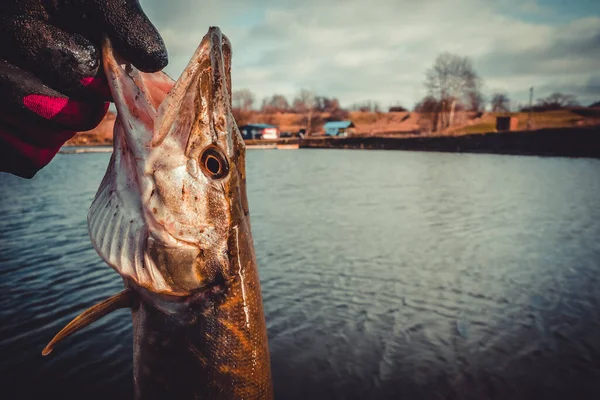 Pike Fishing Lake Sport Fishing Outdoor Activities — Stock Photo, Image