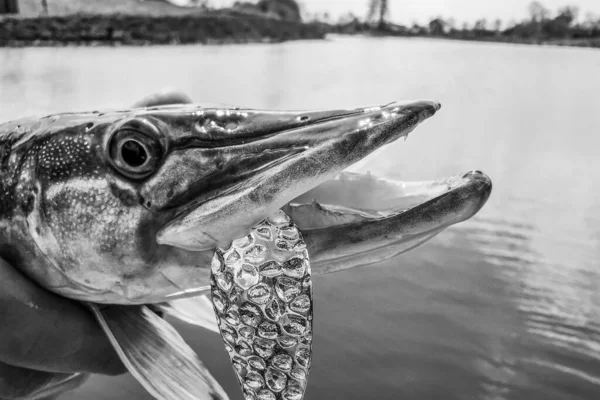 Pesca Riposo Campagna Contesto Sul Tema Della Ricreazione — Foto Stock