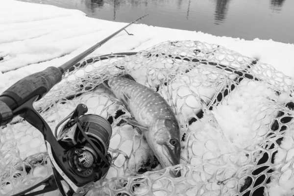 Pesca Lúcio Lago Recreação Pesca — Fotografia de Stock