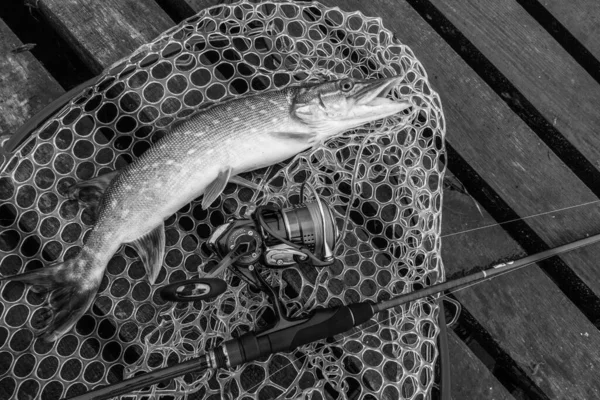 Pêche Loisirs Plein Air Sur Fond Lac — Photo