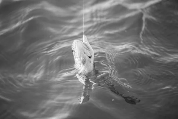 湖でのマス釣り — ストック写真