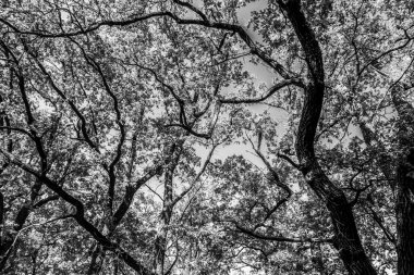 Güzel bir tarihi parkta muhteşem bir sonbahar.