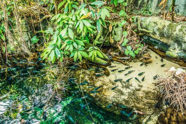 Balık yosunlarının güzel sualtı dünyası