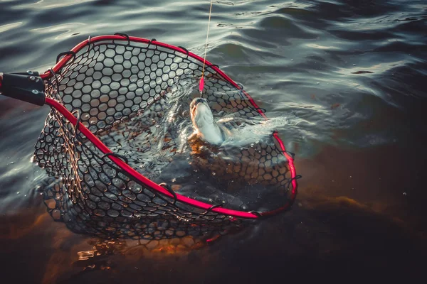 Pesca Truchas Lago Pesca Deportiva Actividades Aire Libre — Foto de Stock