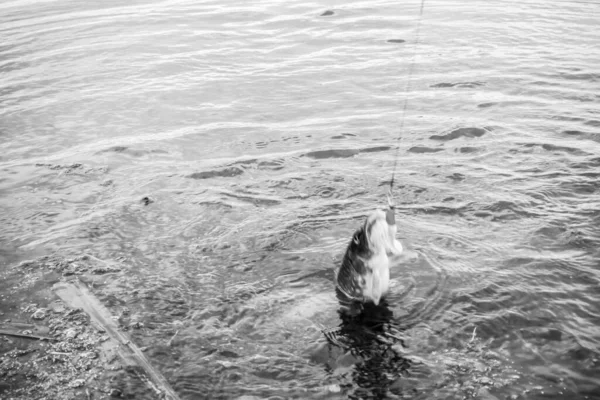 Pesca Deporte Recreación Fondo —  Fotos de Stock